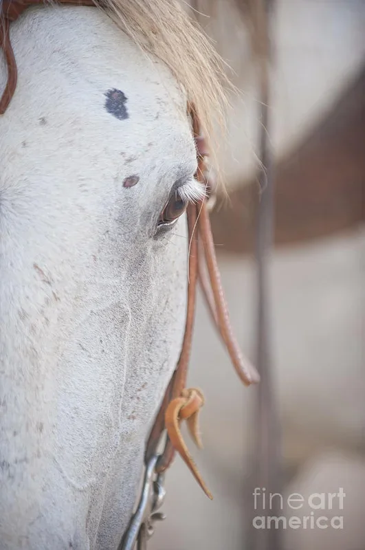 The Horse