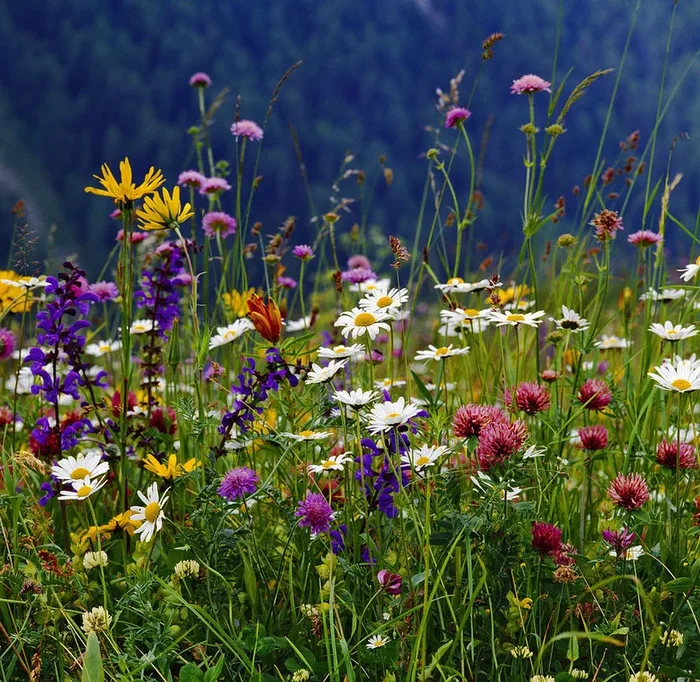 Veneto, Alps, Alpino Meadow, Italy