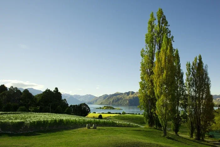 Vines to the lake