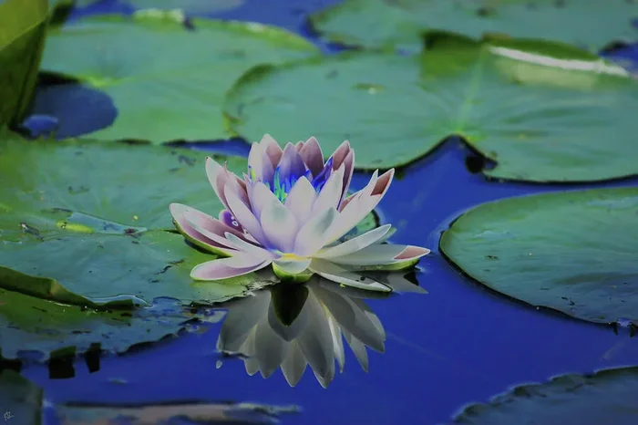 Water Lily