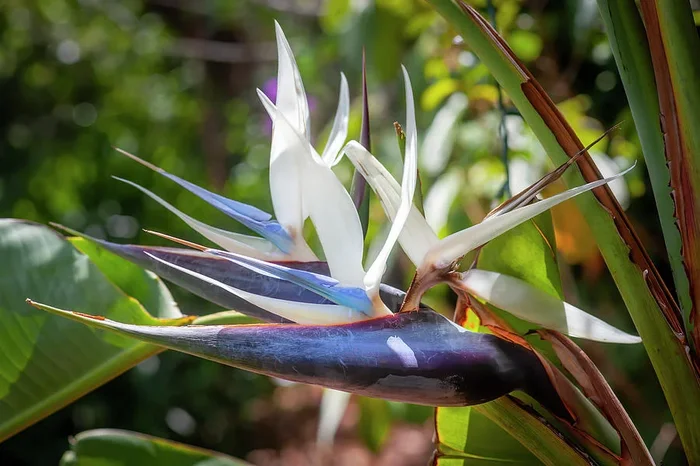 White Bird of Paradise bird, Strelitzia Nicolai X111 1