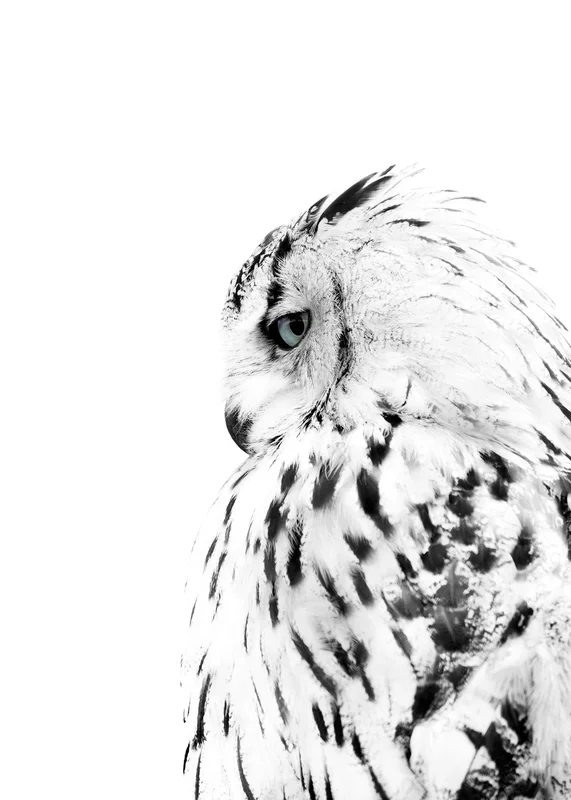 White Owl, Print