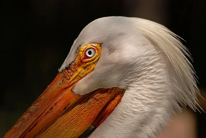 White Pelican Portrait