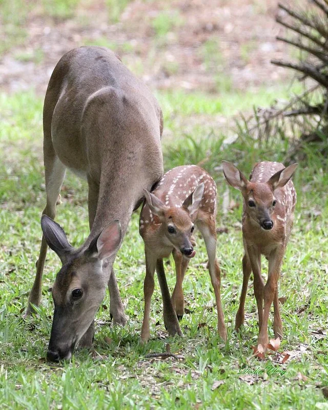 White Tail Family Portrait Ormond Beach, Fl.
