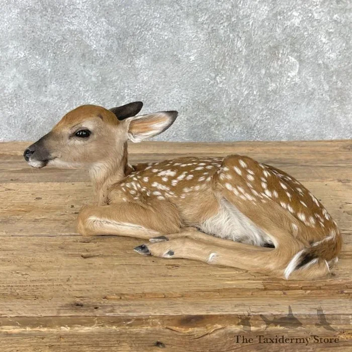 Whitetail Deer Fawn Life-Size Taxidermy Mount For Sale