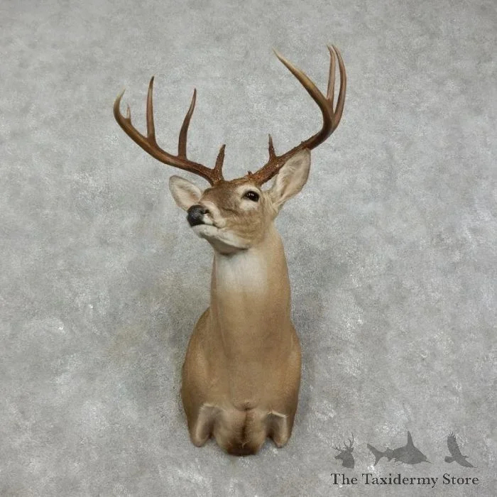 Whitetail Deer Shoulder Taxidermy Mount For Sale