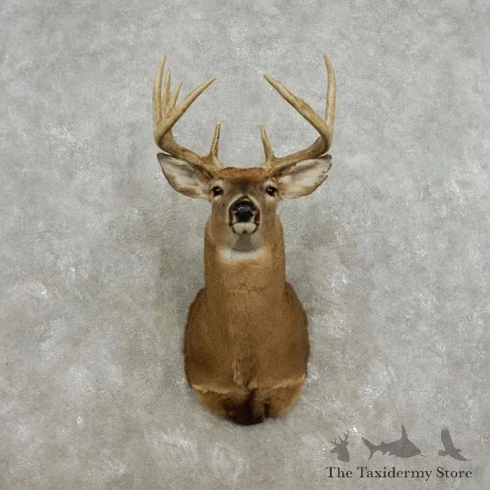 Whitetail Deer Shoulder Taxidermy Mount For Sale
