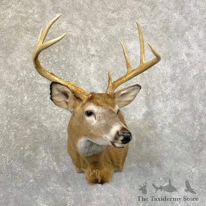 Whitetail Deer Shoulder Taxidermy Mount For Sale