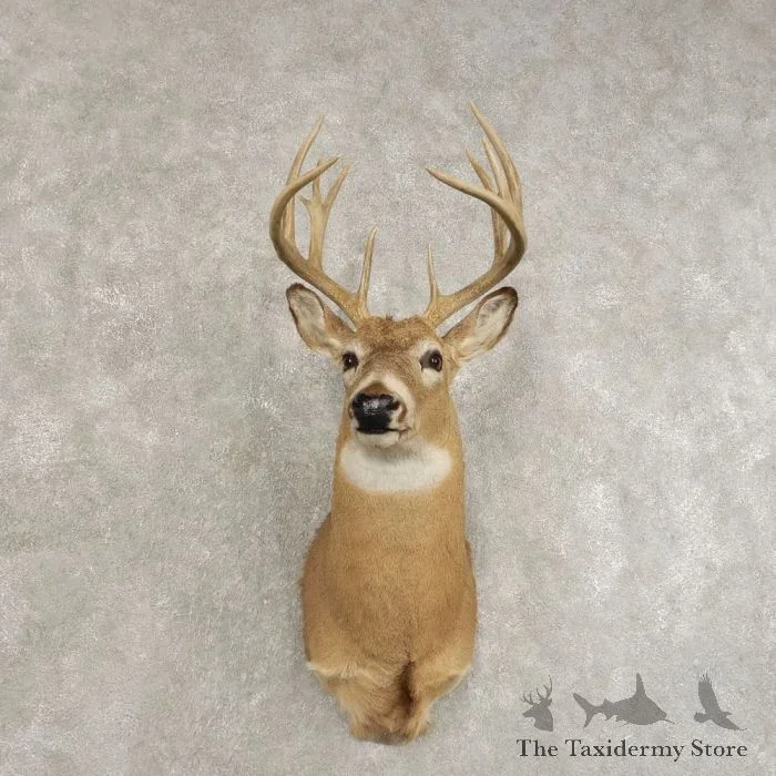 Whitetail Deer Shoulder Taxidermy Mount For Sale
