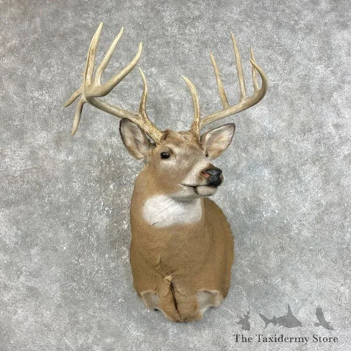 Whitetail Deer Shoulder Taxidermy Mount For Sale
