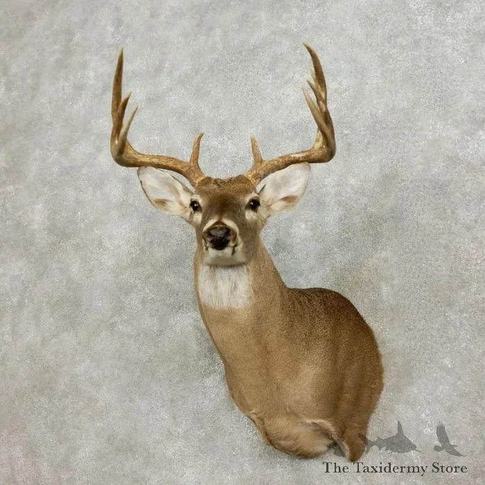 Whitetail Deer Shoulder Taxidermy Mount For Sale