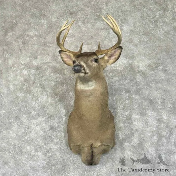 Whitetail Deer Shoulder Taxidermy Mount For Sale