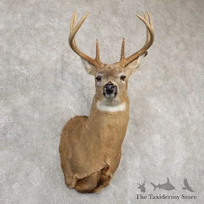 Whitetail Deer Shoulder Taxidermy Mount For Sale