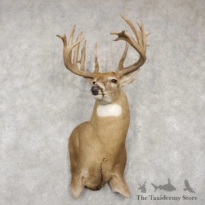 Whitetail Deer Shoulder Taxidermy Mount For Sale