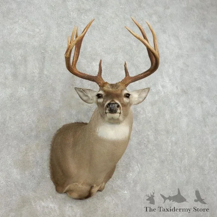 Whitetail Deer Shoulder Taxidermy Mount For Sale