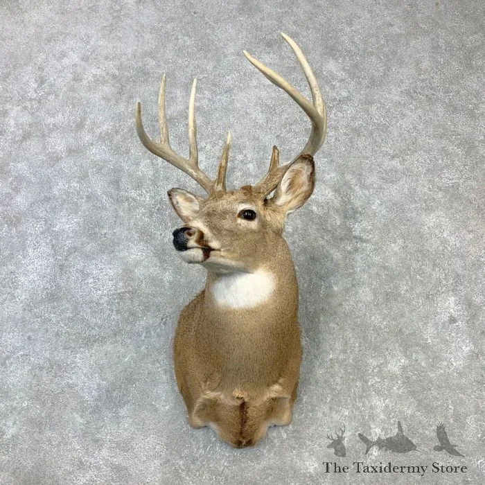 Whitetail Deer Shoulder Taxidermy Mount For Sale