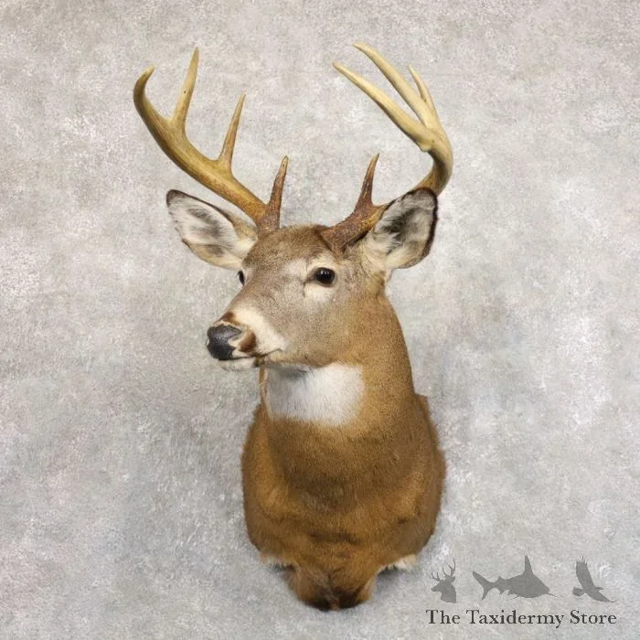 Whitetail Deer Shoulder Taxidermy Mount For Sale