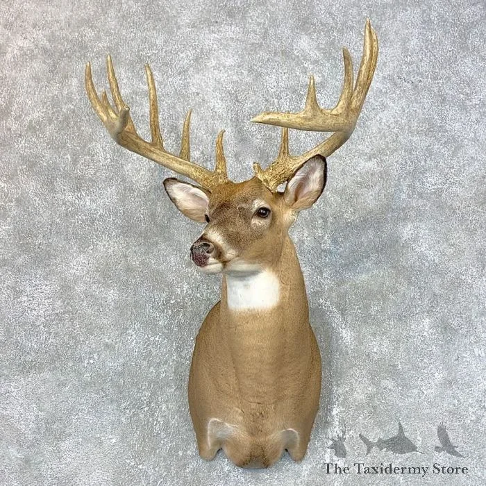 Whitetail Deer Shoulder Taxidermy Mount For Sale