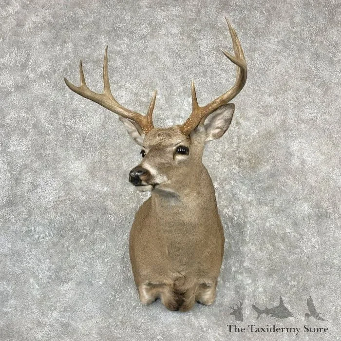 Whitetail Deer Shoulder Taxidermy Mount For Sale