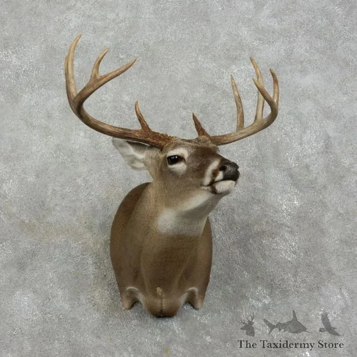 Whitetail Deer Shoulder Taxidermy Mount For Sale