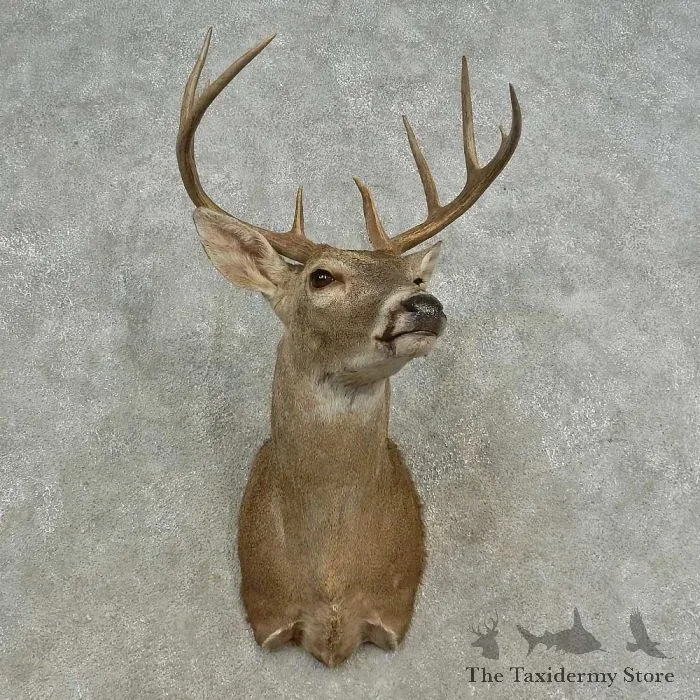 Whitetail Deer Shoulder Taxidermy Mount For Sale