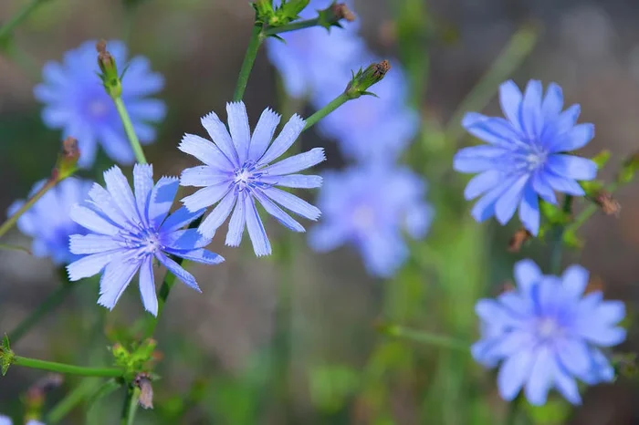 Wild Flowers-Blue Corn Flowers- Howard County Indiana