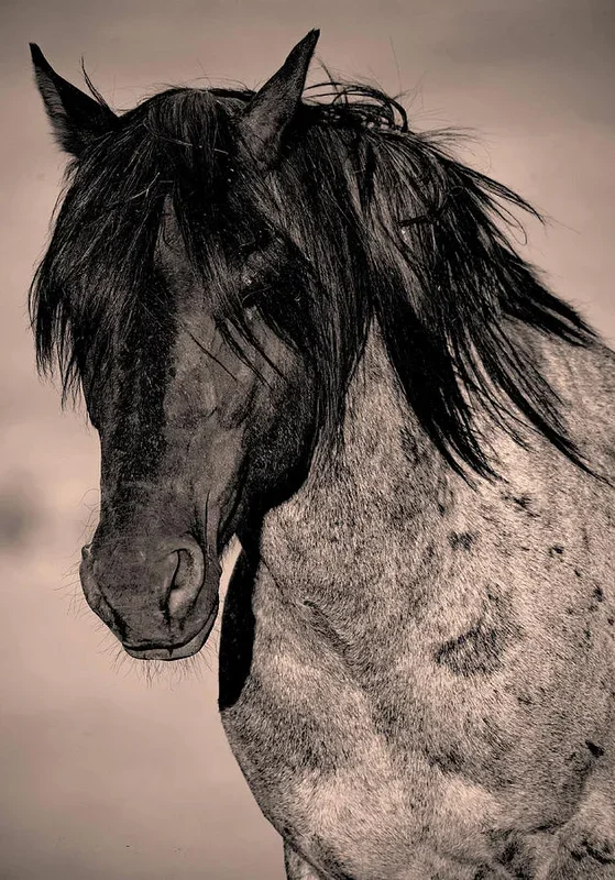 Wild Stallion in Sepia