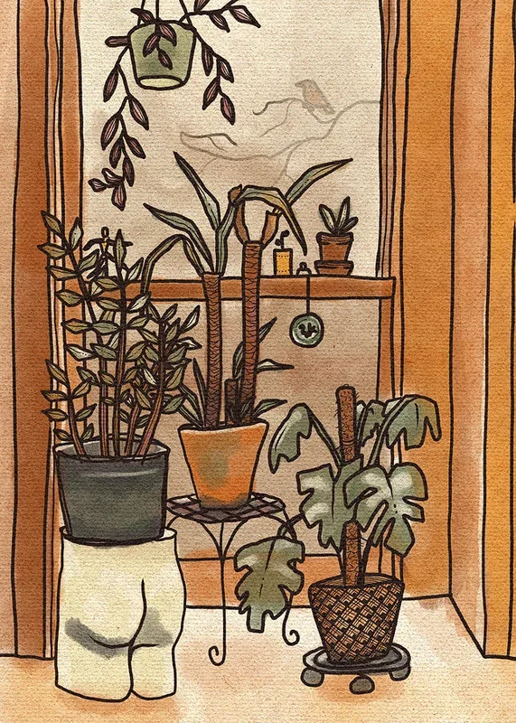 Window Plants