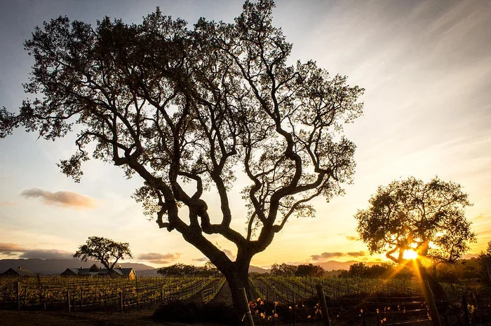 Wine Country Sunset