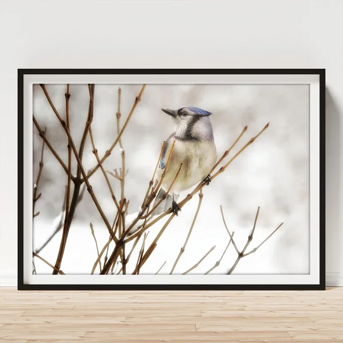 Winter Blue Jay Art Print