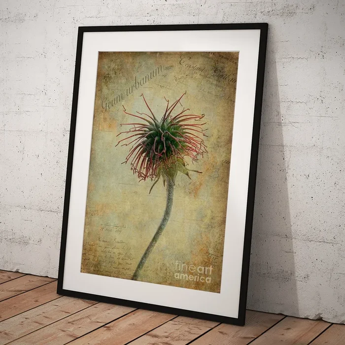 Wood Avens Art Print