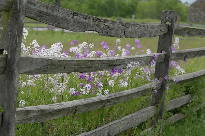 Wooden fence and Prairie Phlox in bloom II