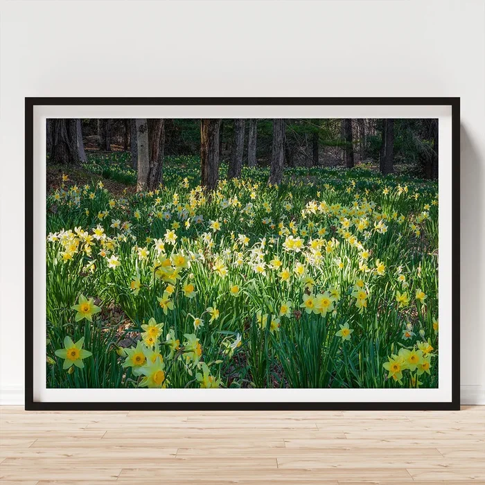 Woodland Daffodils Art Print