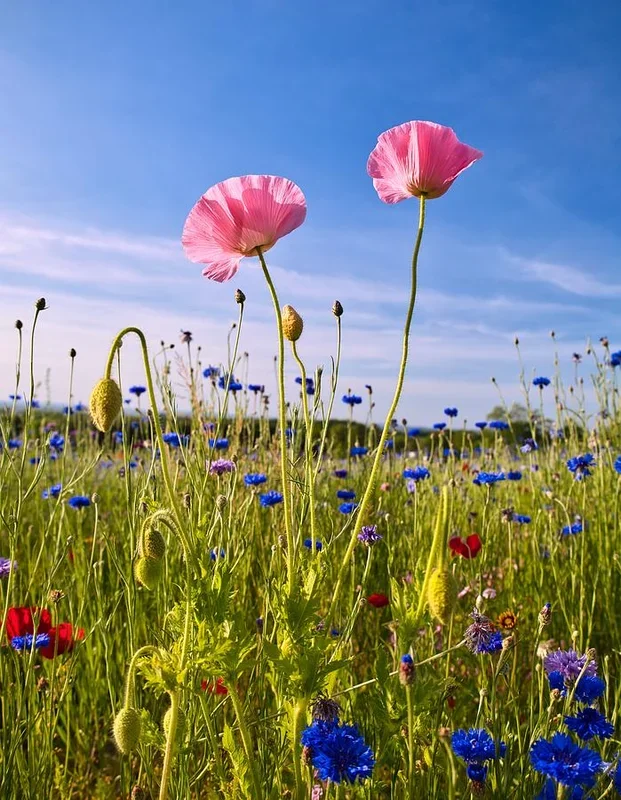 Worm’s Eye View of Two Pink Poppies