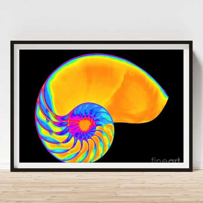 X-ray Of Nautilus #4 Art Print