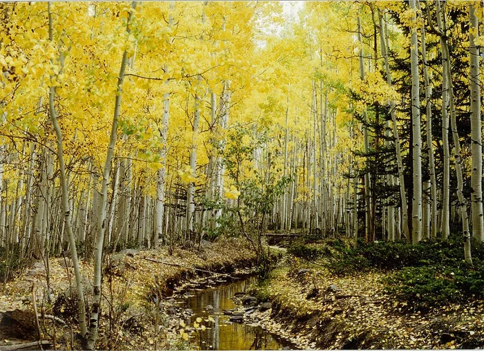Yampa, Colorado Stream and Aspen in the Fall