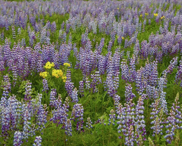 Yellow Among Lavender