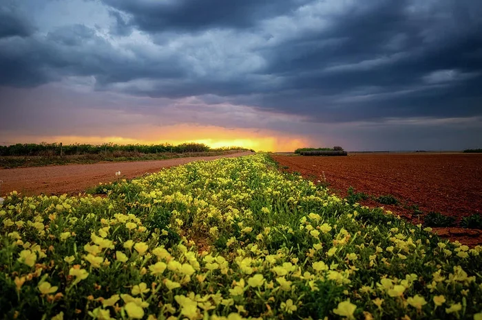 Yellow Flower Road – Wildflowers at Sunset in Texas