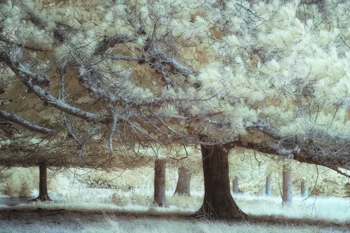 Yellow Pines (2024) Photograph by Paul Nash