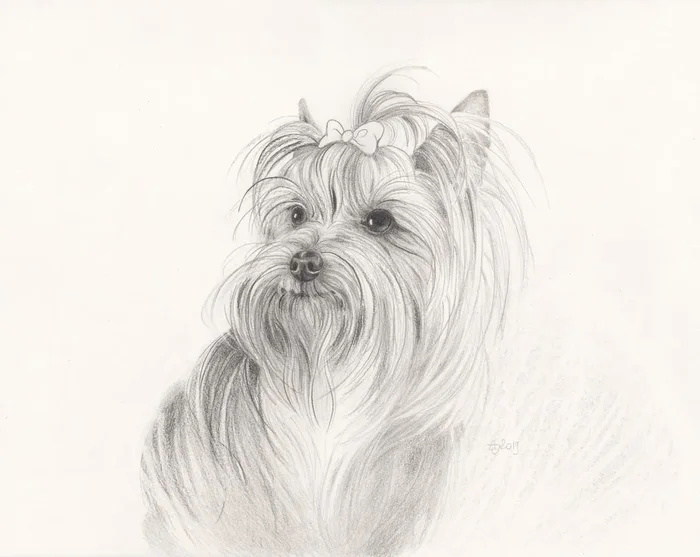 Yorkshire terrier – little friend (2019) Pencil drawing by Jolanta Czarnecka