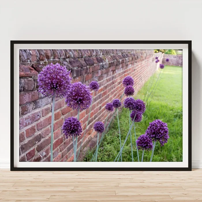 Yorktown Onions Along the Wall Art Print