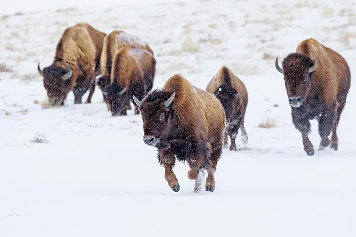 Young Bison Runs Ahead of the Herd