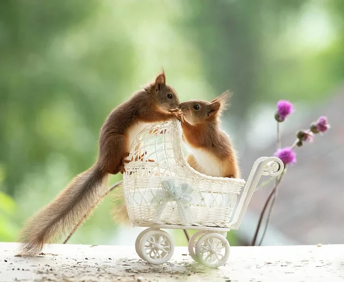 Young Red Squirrels Standing In An Stroller