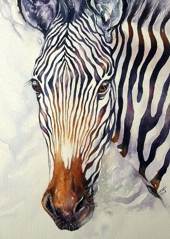 Zello_ Grevy’s Zebra (2018) Watercolour by Arti Chauhan